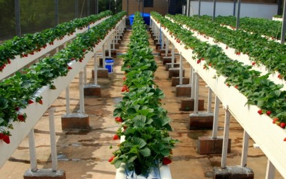 Morango: Plantio em calhas de poliestireno com linha única de plantas