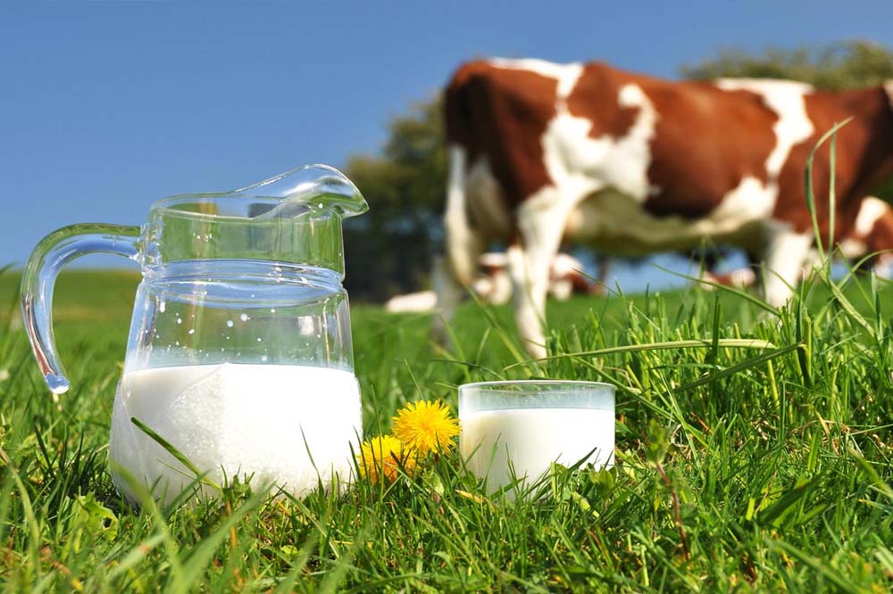 Cadeia produtiva do leite em perigo