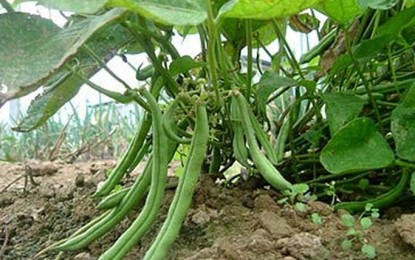 Cultivar de feijão com ciclo de 65 dias é novidade