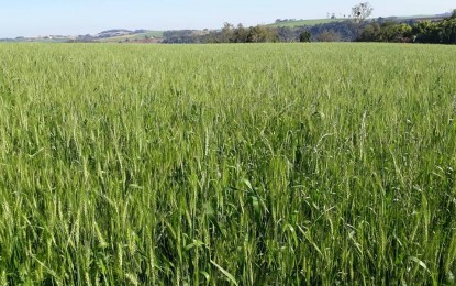 Primeiras lavouras de trigo em fase de floração