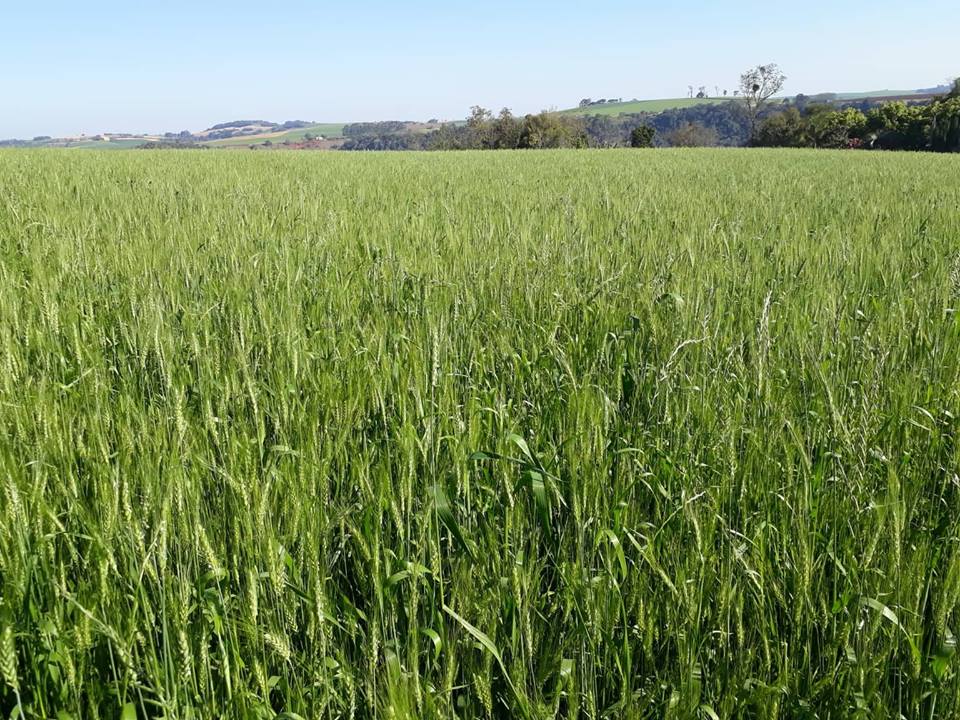 Primeiras lavouras de trigo em fase de floração