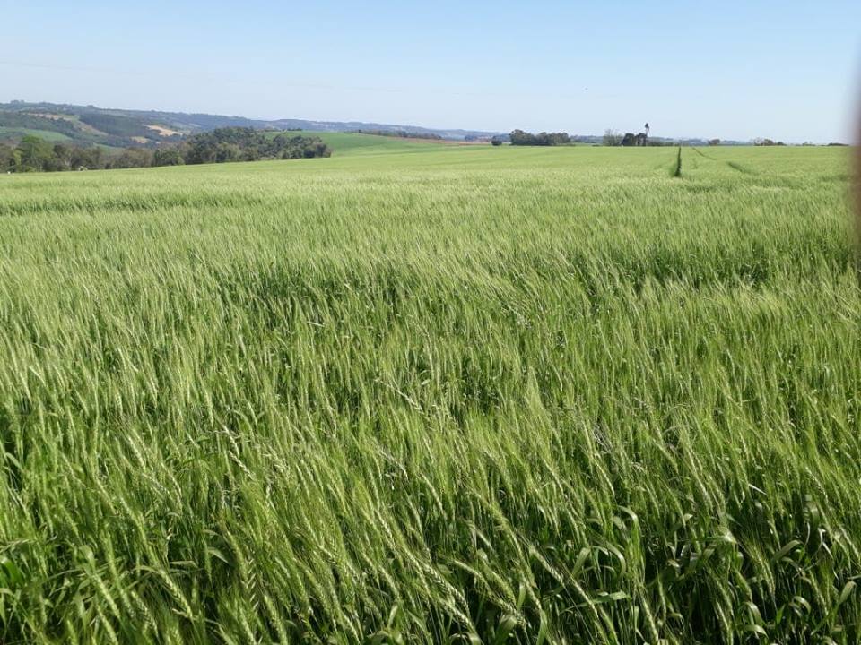 Mapa publica novo zoneamento agrícola do trigo