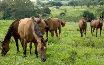 Importação de animais e de material genético no Mercosul tem novas regras
