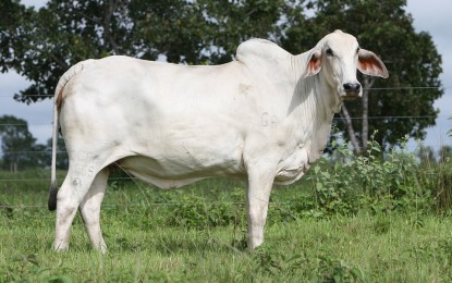 Embrapa divulga estudo inédito sobre tendências para a cadeia de carne bovina