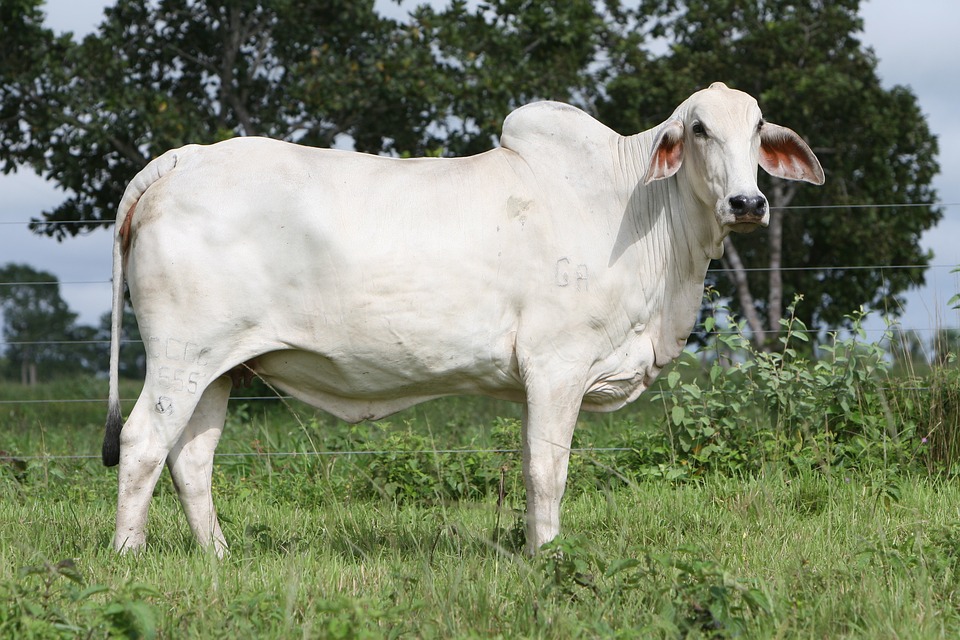 Embrapa divulga estudo inédito sobre tendências para a cadeia de carne bovina