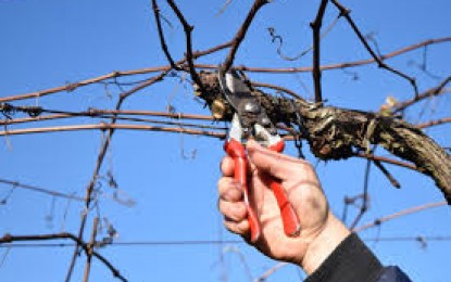 Melhor época para podar parreiras
