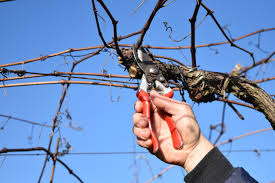 Melhor época para podar parreiras