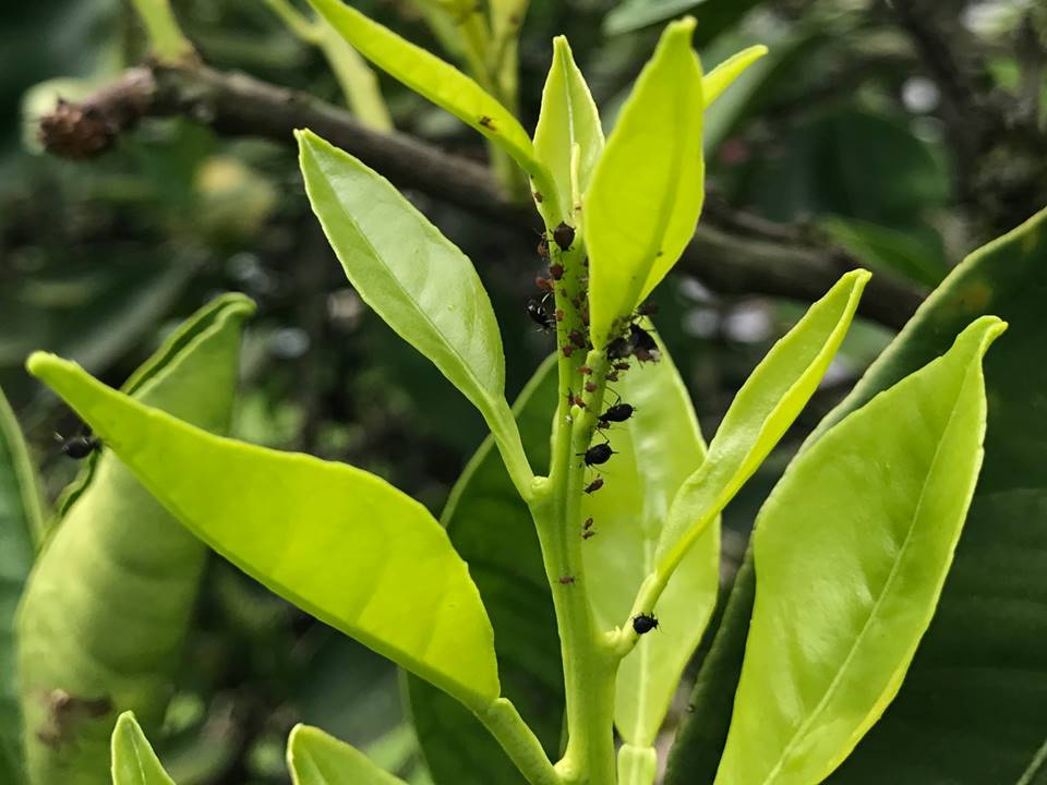 Controle de Pulgão em Citros
