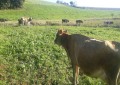 Seguro rural para pecuária de leite e de corte será avaliado em videoconferência do Mapa