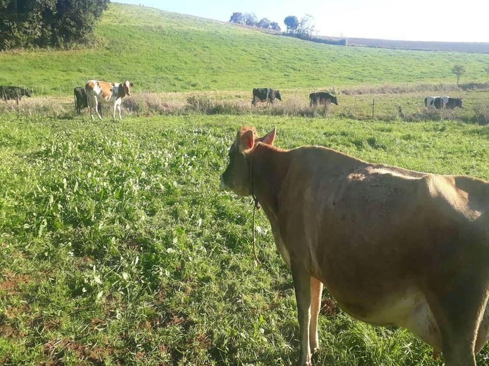 Seguro rural para pecuária de leite e de corte será avaliado em videoconferência do Mapa