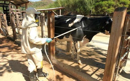 Como fazer o controle do carrapato em bovinos de leite