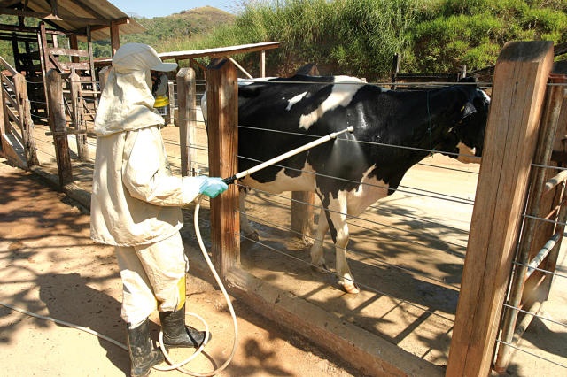 Como fazer o controle do carrapato em bovinos de leite