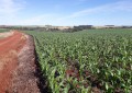 Agricultores ingressam no eSocial em janeiro de 2019