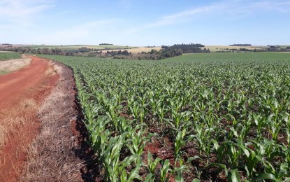 Novo Zoneamento Agrícola traz mais segurança para milho de 2ª safra