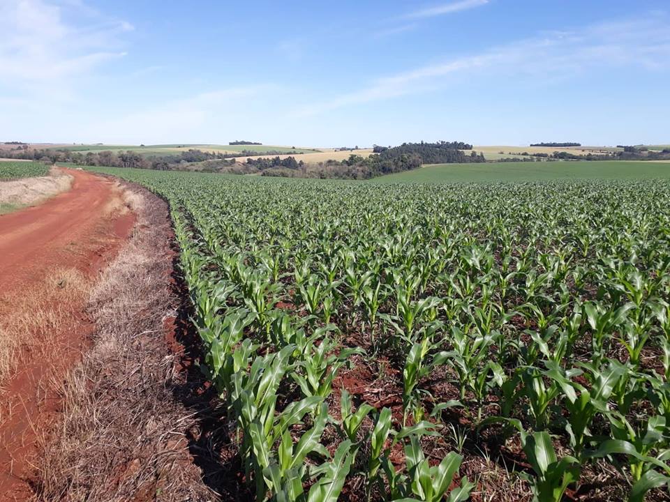 Novo Zoneamento Agrícola traz mais segurança para milho de 2ª safra