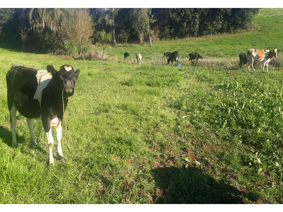 Três Passos: Produtores de Leite são beneficiados com insumos