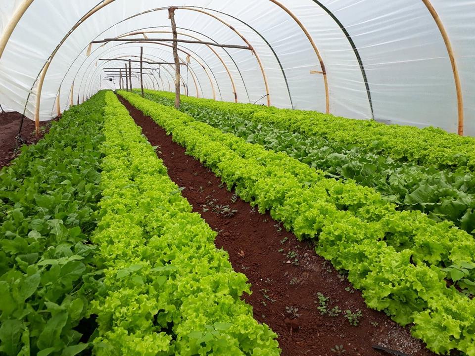 Cresol amplia oferta de crédito rural a associados