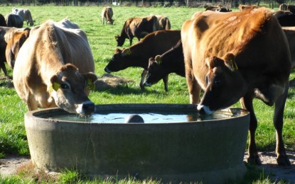 A importância da disponibilidade de água nos piquetes para vacas leiteiras