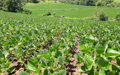 Espaçamento reduzido na soja pode potencializar os rendimentos da lavoura