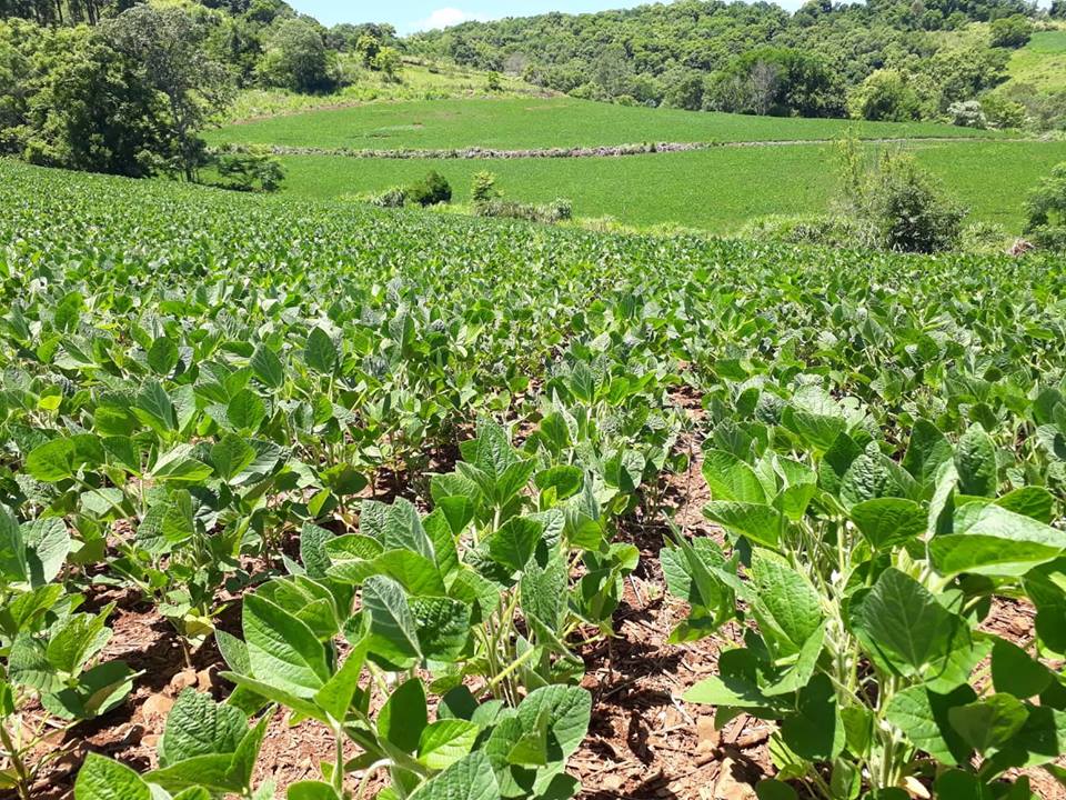 Espaçamento reduzido na soja pode potencializar os rendimentos da lavoura