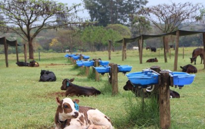 Incidência de diarreia em Terneiras aumenta em períodos de chuva e calor