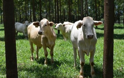 Brasil antecipa meta de reduzir emissão de CO2 com a agropecuária sustentável