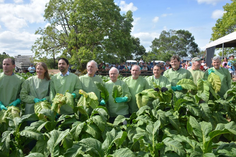 Aberta oficialmente a colheita do tabaco