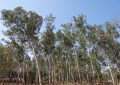 Plano Nacional de Florestas Plantadas é lançado no Mapa