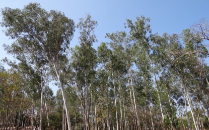 Plano Nacional de Florestas Plantadas é lançado no Mapa