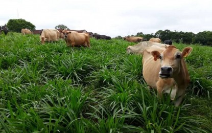 Leite: municípios brasileiros atingem padrão europeu de produção