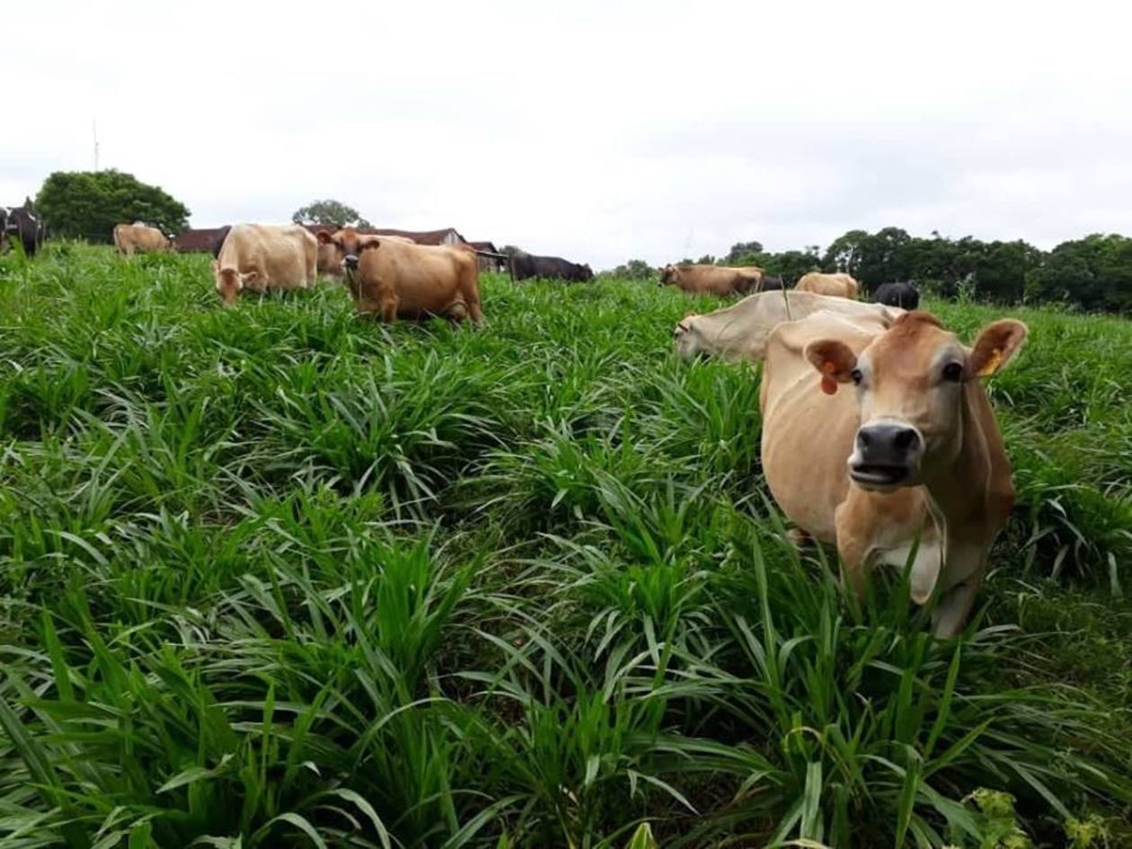 Leite: municípios brasileiros atingem padrão europeu de produção