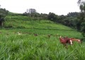 Brasil vai ficar com quase metade da cota para carne bovina