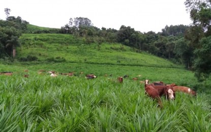 Brasil vai ficar com quase metade da cota para carne bovina