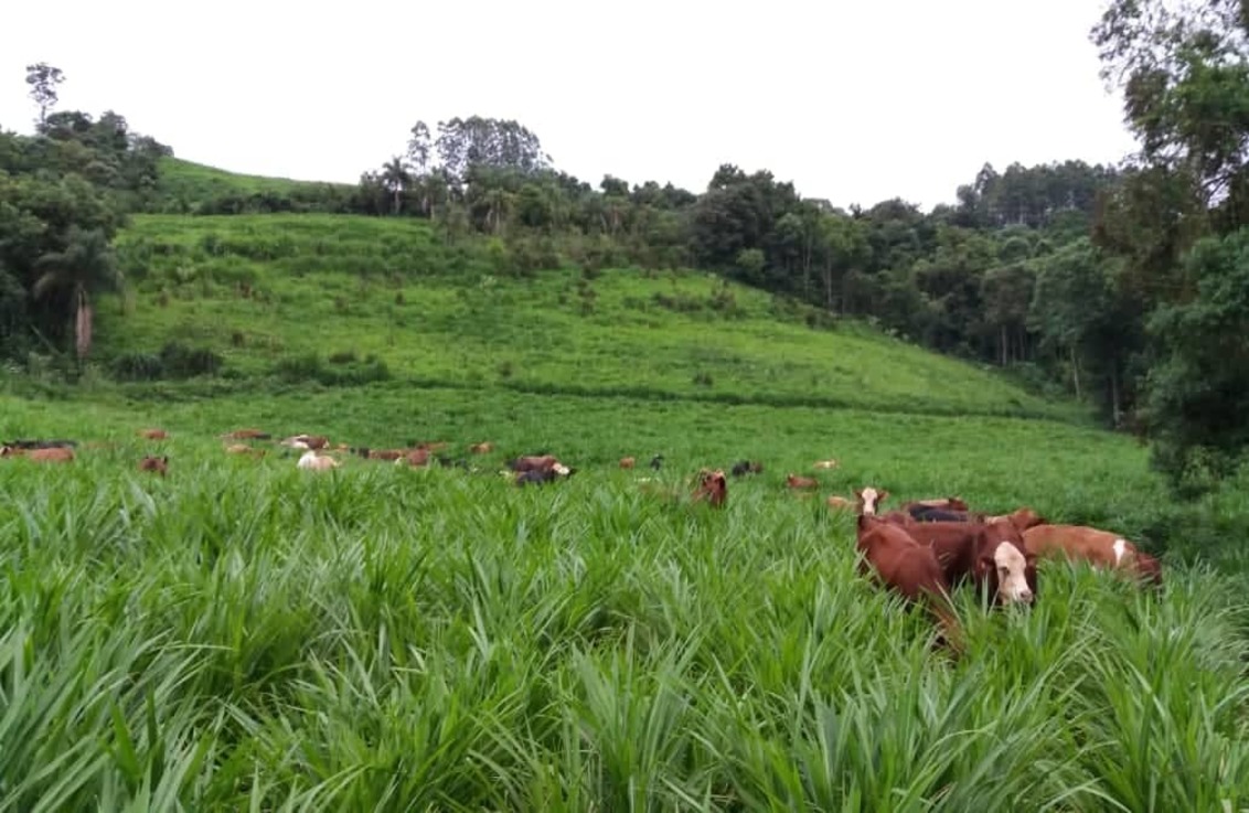 Brasil vai ficar com quase metade da cota para carne bovina