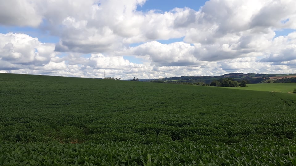 Produtores de soja da região realizam tratamento das lavouras de soja.