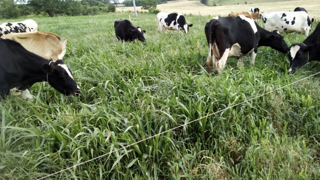 Preços do leite deve se elevar em fevereiro de 2019