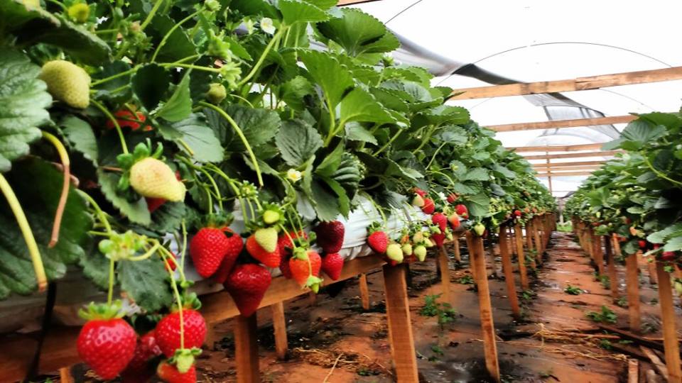 Controle biológico pode alcançar até 80% de eficiência contra ácaro-rajado na produção de morango