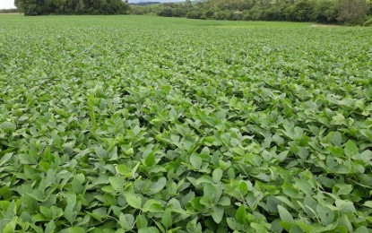 Soja entra em floração no RS