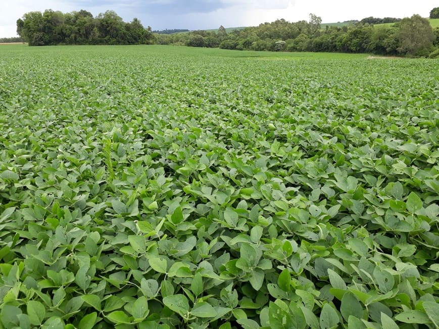 Cultura da soja ganha primeiro produto biológico registrado para combate à ferrugem asiática da soja