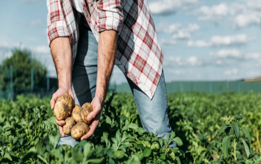 Brasil pode contar com novo fundo para financiar produção agrícola