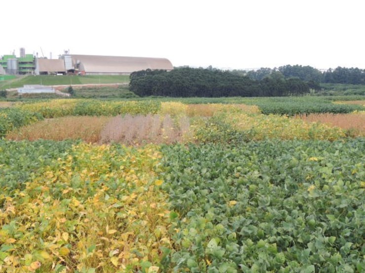 Entra em vigor novo sistema de Registro de Cultivares