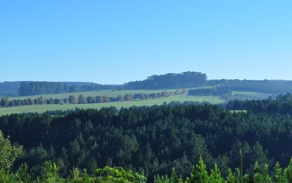 Aumentar em 20% a área de florestas plantadas é objetivo do Mapa