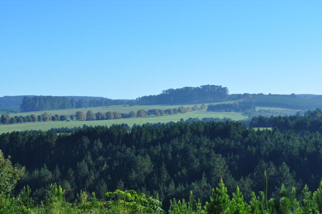 Aumentar em 20% a área de florestas plantadas é objetivo do Mapa