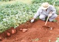 Conheça as 5 Variedades de Batata Doce Lançadas pela Embrapa