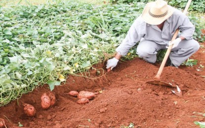 Conheça as 5 Variedades de Batata Doce Lançadas pela Embrapa