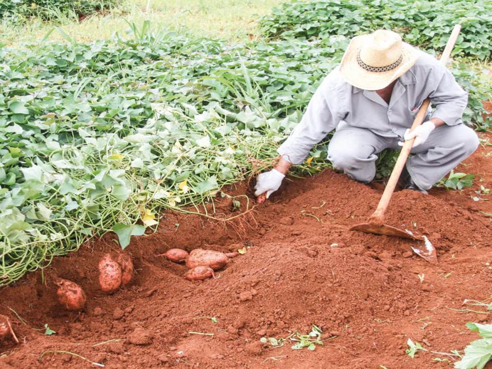 Conheça as 5 Variedades de Batata Doce Lançadas pela Embrapa