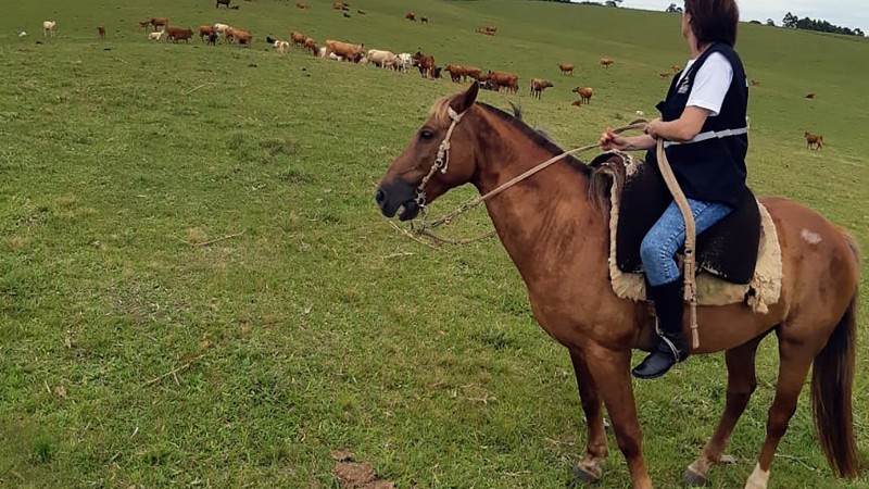 RS emite alerta sanitário para aumento de focos de raiva por herbívoros no Estado