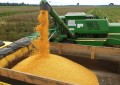 Chiapetta sediará a Abertura da Colheita do Milho 2020