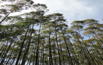 Ministério da Agricultura aprova Plano Nacional de Florestas Plantadas