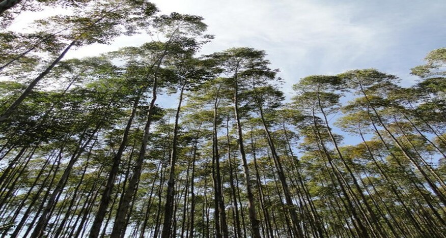 Ministério da Agricultura aprova Plano Nacional de Florestas Plantadas